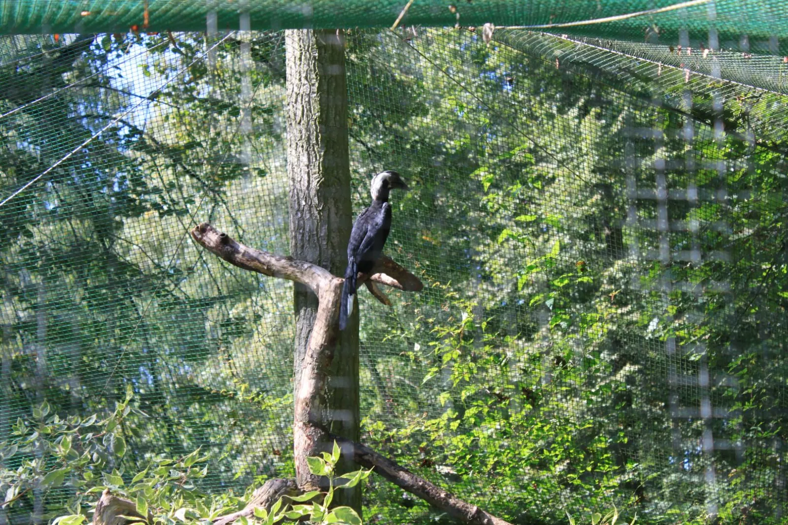 Nowe Zoo