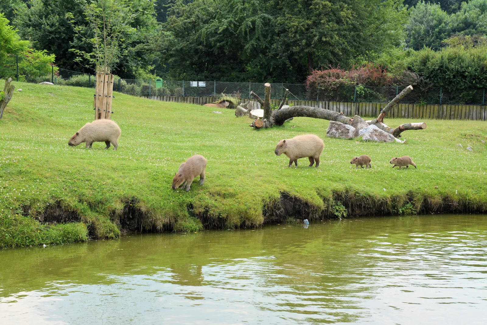Nowe Zoo