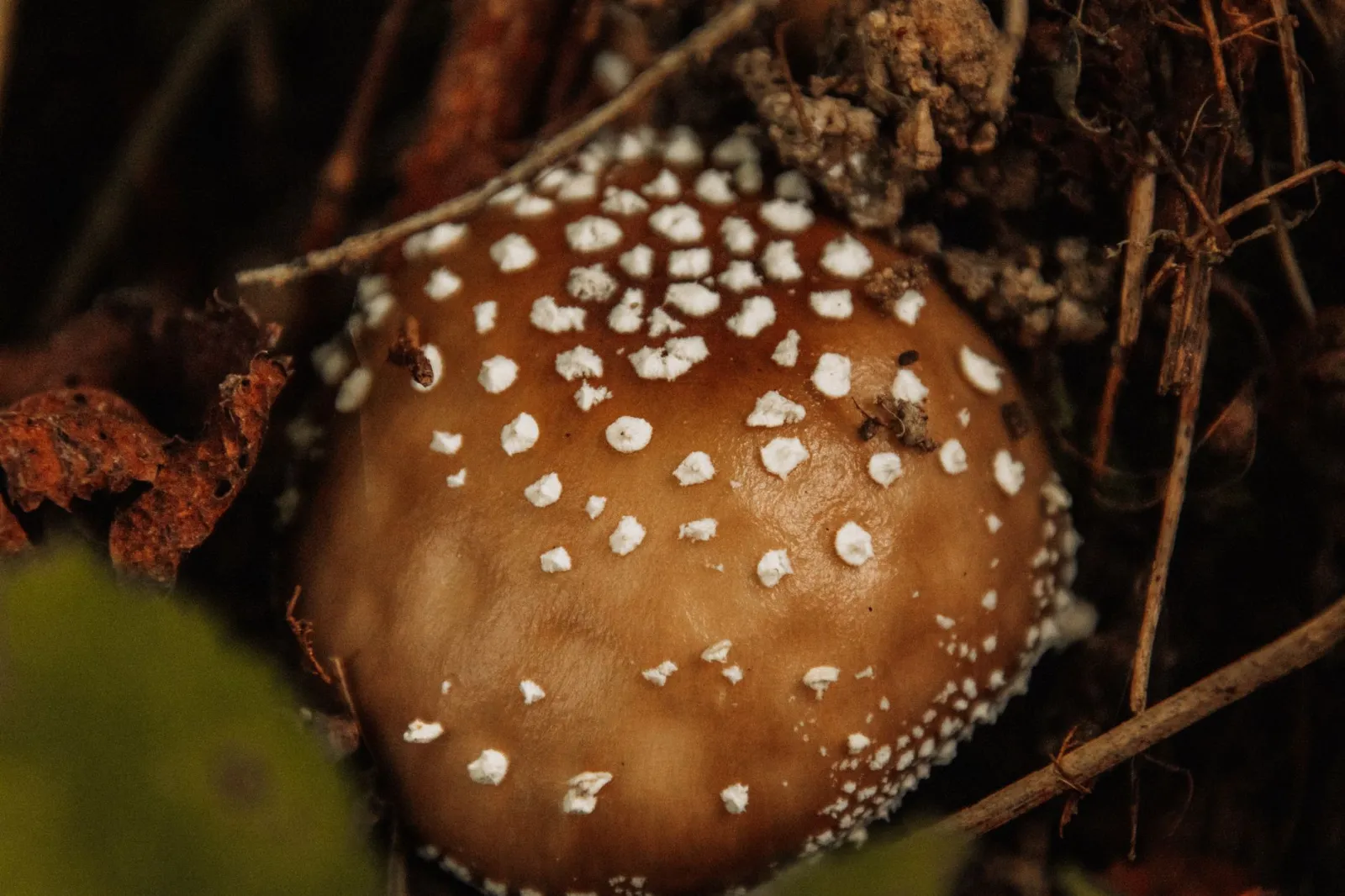 Close-up of an Amanita mushroom in a moody forest setting during autumn in Čajniče.