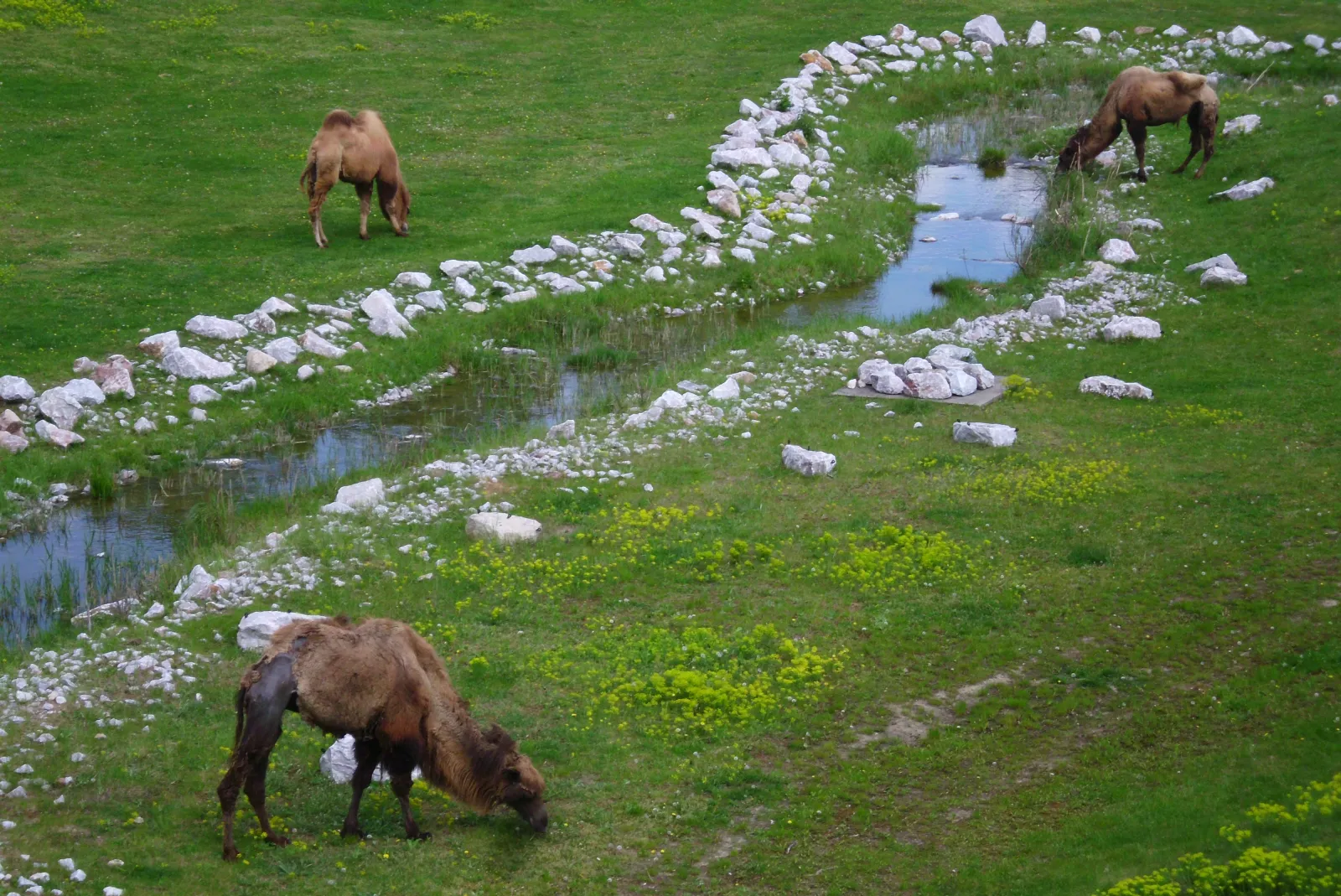 Nowe Zoo